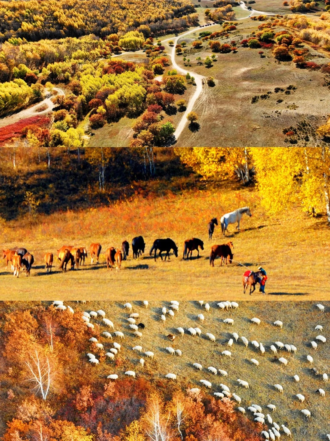 如果秋天只能去一个地方🍂那一定是乌兰布统_5_领队铭铭_乌兰布统-草原-来自52tours 我爱旅游网